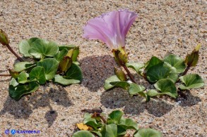 Convolvulus soldanella (Vilucchio marittimo)