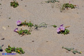 Convolvulus soldanella (Vilucchio marittimo)