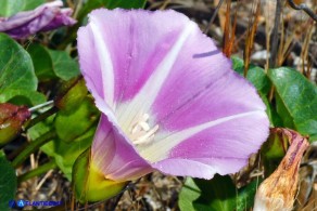 Convolvulus soldanella (Vilucchio marittimo)