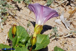 Convolvulus soldanella (Vilucchio marittimo)