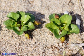 Convolvulus soldanella (Vilucchio marittimo)