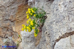 Coronilla valentina (Cornetta di Valenza)