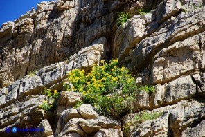 Coronilla valentina (Cornetta di Valenza)