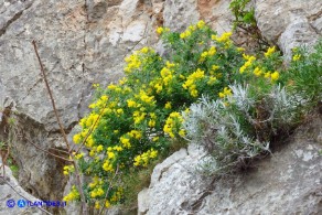 Coronilla valentina (Cornetta di Valenza)