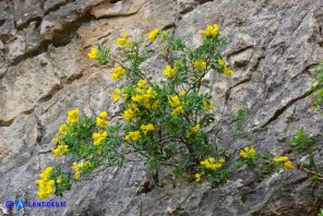 Coronilla valentina (Cornetta di Valenza)