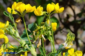 Coronilla valentina (Cornetta di Valenza)