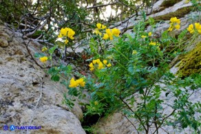 Coronilla valentina (Cornetta di Valenza)