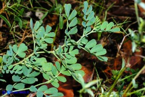 Coronilla valentina (Cornetta di Valenza)