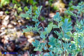Coronilla valentina (Cornetta di Valenza)