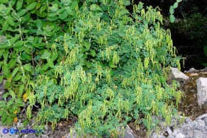 Coronilla valentina (Cornetta di Valenza)