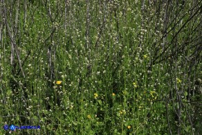Crambe hispanica (Crambio di Spagna)