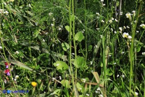 Crambe hispanica (Crambio di Spagna)