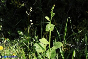 Crambe hispanica (Crambio di Spagna)