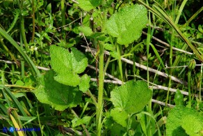Crambe hispanica (Crambio di Spagna)
