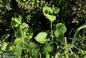 Crambe hispanica (Crambio di Spagna)