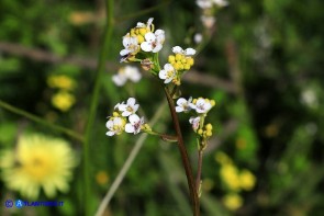 Crambe hispanica (Crambio di Spagna)