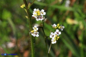 Crambe hispanica (Crambio di Spagna)