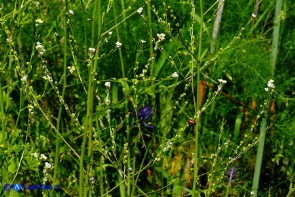 Crambe hispanica (Crambio di Spagna)