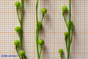 Crambe hispanica (Crambio di Spagna): i frutti (siliquette)