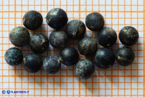 Crambe hispanica (Crambio di Spagna): i frutti (siliquette)