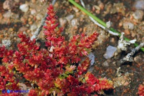 Crassula tillaea (Crassula tillea)