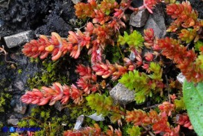 Crassula tillaea (Crassula tillea)