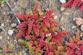 Crassula tillaea (Crassula tillea)