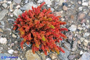 Crassula tillaea (Crassula tillea)