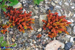 Crassula tillaea (Crassula tillea)