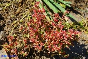 Bulliarda vaillantii (Crassula vaillantii) Crassula di Vaillant