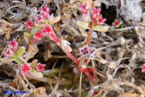 Bulliarda vaillantii (Crassula vaillantii) Crassula di Vaillant