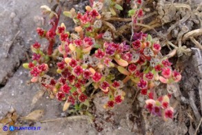 Bulliarda vaillantii (Crassula vaillantii) Crassula di Vaillant