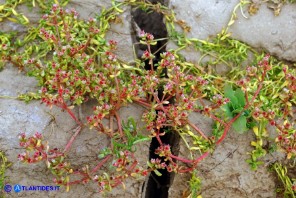 Bulliarda vaillantii (Crassula vaillantii) Crassula di Vaillant