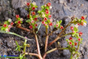 Bulliarda vaillantii (Crassula vaillantii) Crassula di Vaillant