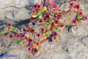 Bulliarda vaillantii (Crassula vaillantii) Crassula di Vaillant