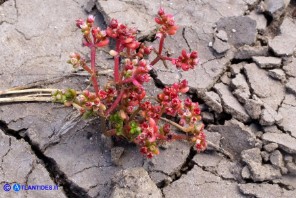 Bulliarda vaillantii (Crassula vaillantii) Crassula di Vaillant