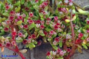 Bulliarda vaillantii (Crassula vaillantii) Crassula di Vaillant