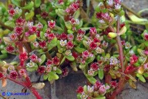 Bulliarda vaillantii (Crassula vaillantii) Crassula di Vaillant