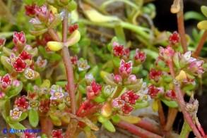 Bulliarda vaillantii (Crassula vaillantii) Crassula di Vaillant