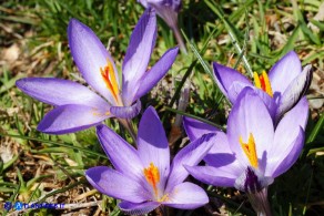 Crocus minimus (Zafferanetto di Sardegna)