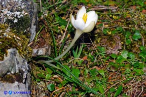 Crocus minimus (Zafferanetto di Sardegna) bianco (apocromico)