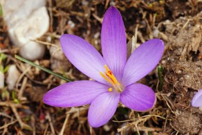 Crocus minimus (Zafferanetto di Sardegna)