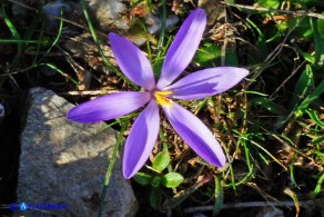 Crocus minimus (Zafferanetto di Sardegna)