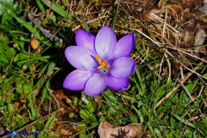 Crocus minimus (Zafferanetto di Sardegna) a otto tepali