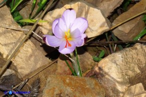 Crocus minimus (Zafferanetto di Sardegna)