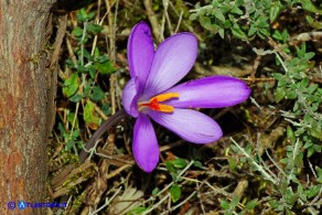 Crocus minimus (Zafferanetto di Sardegna)