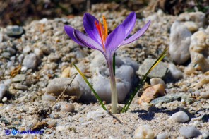 Crocus minimus (Zafferanetto di Sardegna)