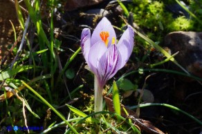 Crocus minimus (Zafferanetto di Sardegna)