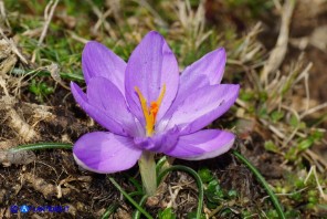 Crocus minimus (Zafferanetto di Sardegna) a nove tepali