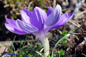 Crocus minimus (Zafferanetto di Sardegna) a nove tepali